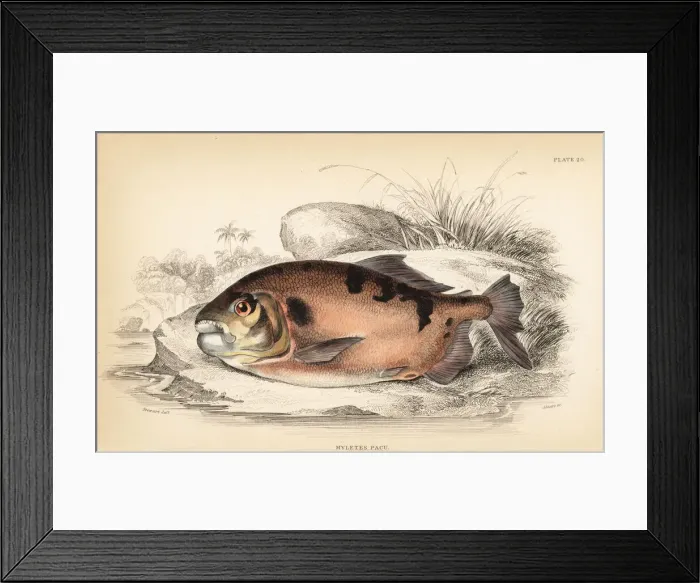 Framed Print : Pacu or pacupeba, Myleus pacu Framed Print : Pacu or pacupeba, Myleus pacu