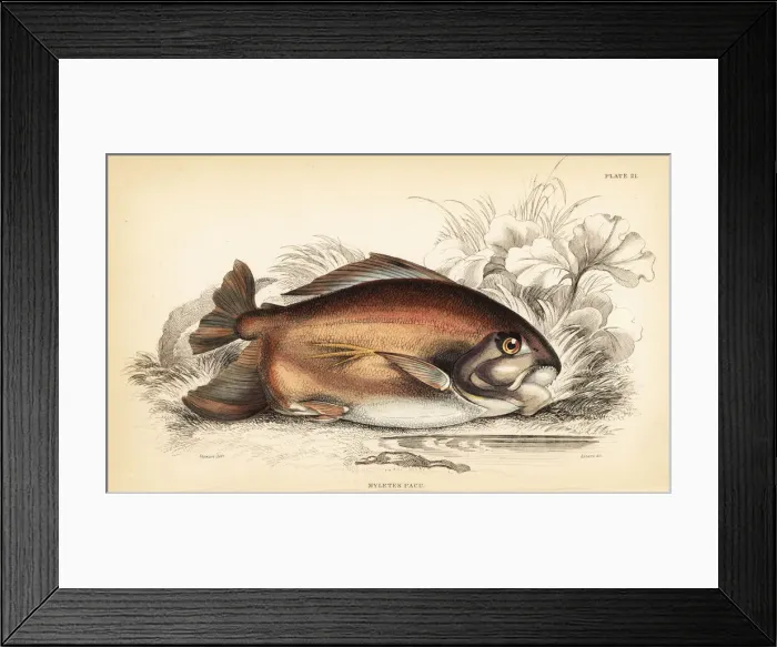 Framed Print : Pacu or pacupeba, Myleus pacu Framed Print : Pacu or pacupeba, Myleus pacu