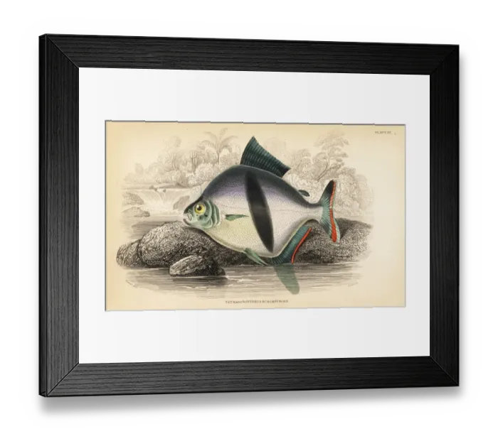 Framed Print : Tetragonopterus chalceus Framed Print : Tetragonopterus chalceus