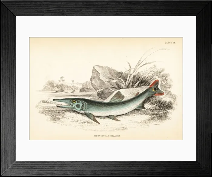 Framed Print : Cuviers pike-characin, Boulengerella cuvieri Framed Print : Cuviers pike-characin, Boulengerella cuvieri