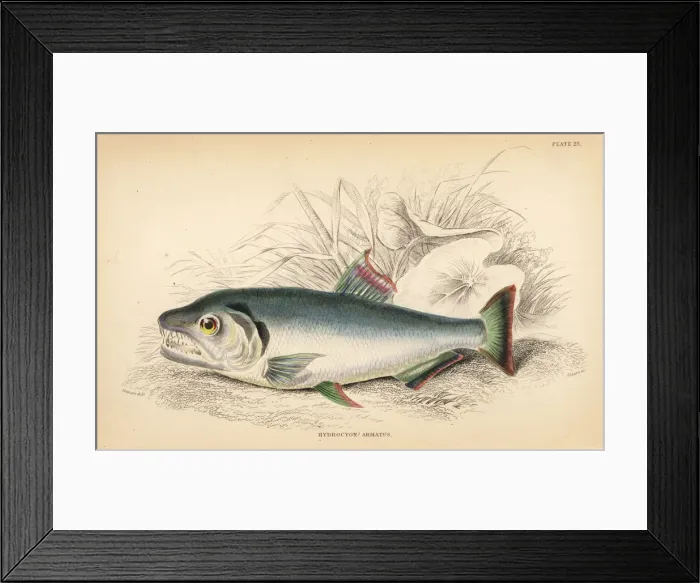 Framed Print : Payara, Hydrolycus armatus Framed Print : Payara, Hydrolycus armatus