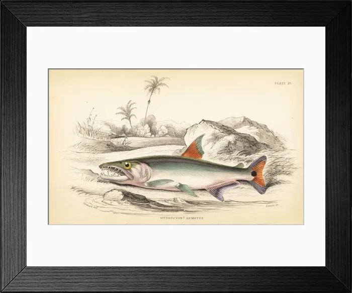 Framed Print : Payara, Hydrolycus armatus Framed Print : Payara, Hydrolycus armatus