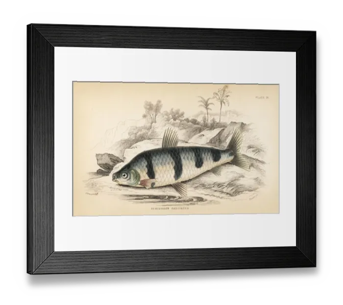 Framed Print : Banded schizodon or boga lisa, Schizodon fasciatus Framed Print : Banded schizodon or boga lisa, Schizodon fasciatus