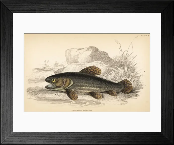 Framed Print : Wolf fish, Hoplias malabaricus Framed Print : Wolf fish, Hoplias malabaricus