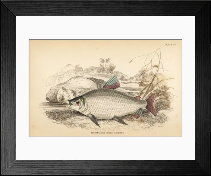 Framed Print : Bocachico or koulimata, Prochilodus rubrotaeniatus Framed Print : Bocachico or koulimata, Prochilodus rubrotaeniatus