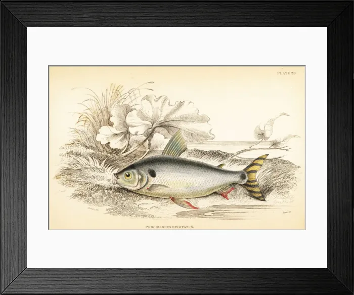 Framed Print : Steindachnerina binotata Framed Print : Steindachnerina binotata
