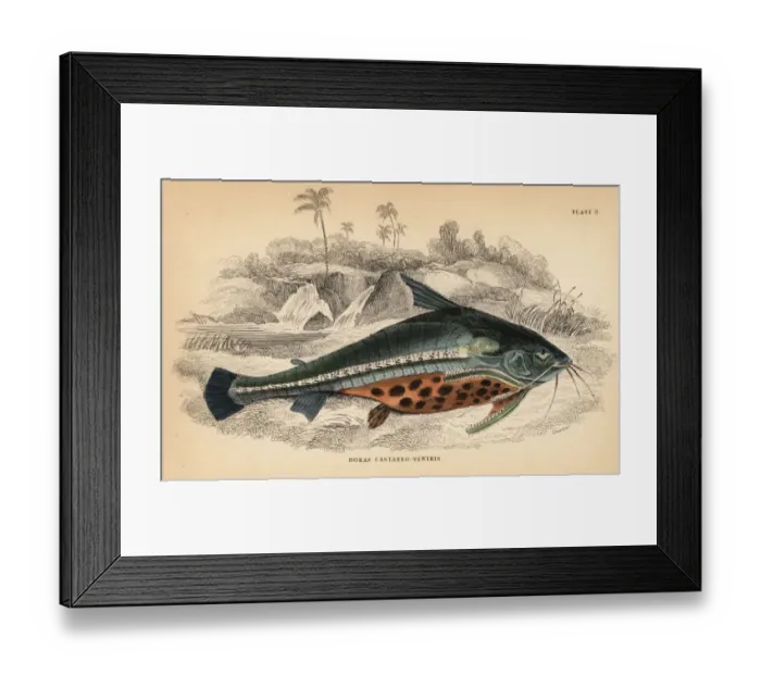Framed Print : Spiny catfish or bacu, Acanthodoras cataphractus Framed Print : Spiny catfish or bacu, Acanthodoras cataphractus
