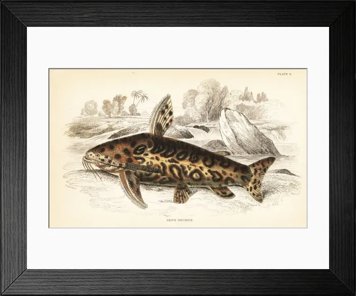 Framed Print : Jaguar catfish, Liosomadoras oncinus Framed Print : Jaguar catfish, Liosomadoras oncinus