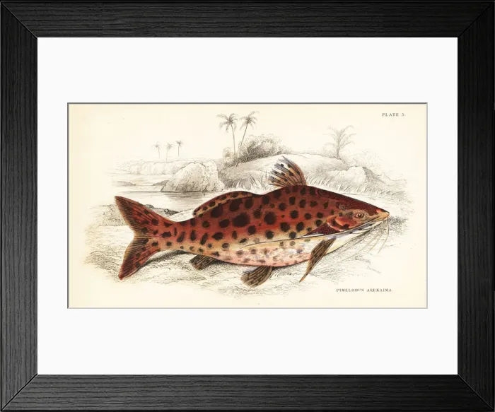 Framed Print : Blochs pim, Pimelodus blochii Framed Print : Blochs pim, Pimelodus blochii