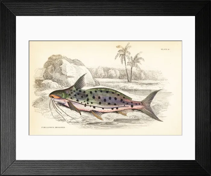 Framed Print : Flatwhiskered catfish, Pinirampus pirinampu Framed Print : Flatwhiskered catfish, Pinirampus pirinampu