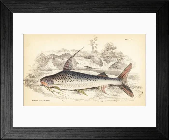 Framed Print : Platynematichthys notatus catfish Framed Print : Platynematichthys notatus catfish