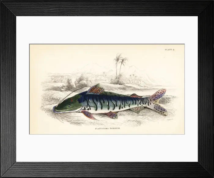 Framed Print : Tiger sorubim, Pseudoplatystoma tigrinum Framed Print : Tiger sorubim, Pseudoplatystoma tigrinum