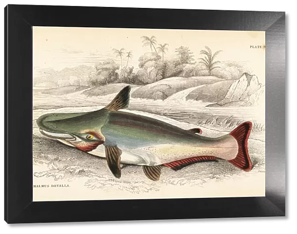 Slopehead catfish, Ageneiosus inermis