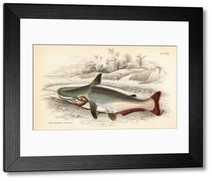 Framed Print : Slopehead catfish, Ageneiosus inermis Framed Print : Slopehead catfish, Ageneiosus inermis