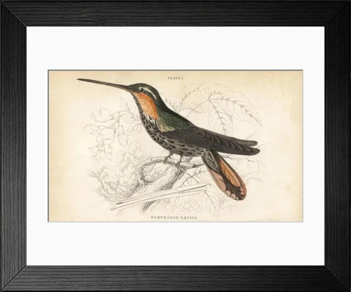 Framed Print : Saw-billed hermit, Ramphodon naevius Framed Print : Saw-billed hermit, Ramphodon naevius