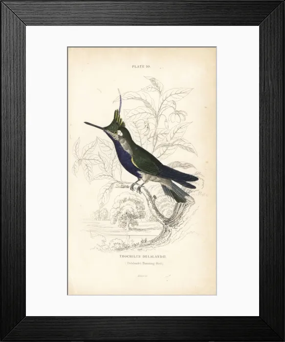 Framed Print : Black-breasted plovercrest, Stephanoxis lalandi Framed Print : Black-breasted plovercrest, Stephanoxis lalandi