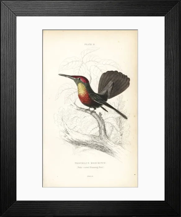 Framed Print : Ruby-crested hummingbird, Chrysolampis mosquitus