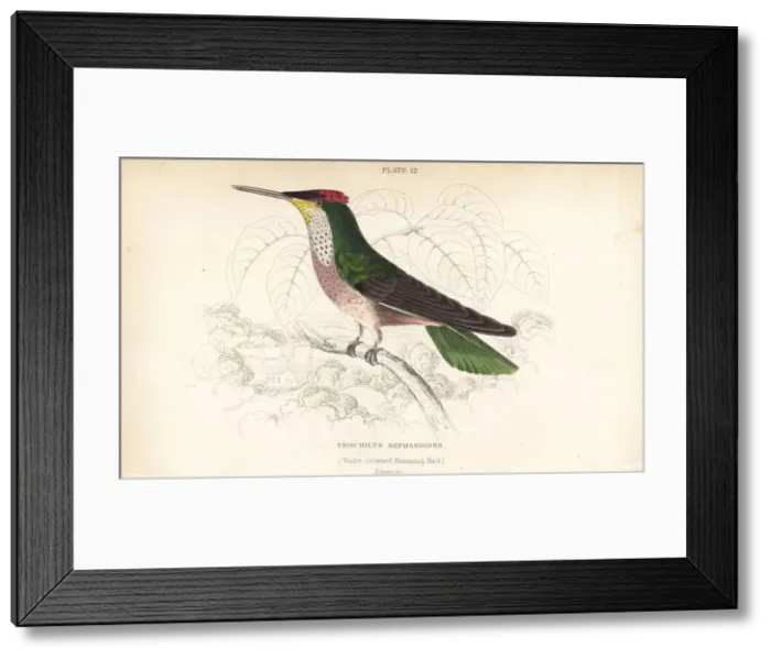 Framed Print : Green-backed firecrown, Sephanoides sephaniodes Framed Print : Green-backed firecrown, Sephanoides sephaniodes