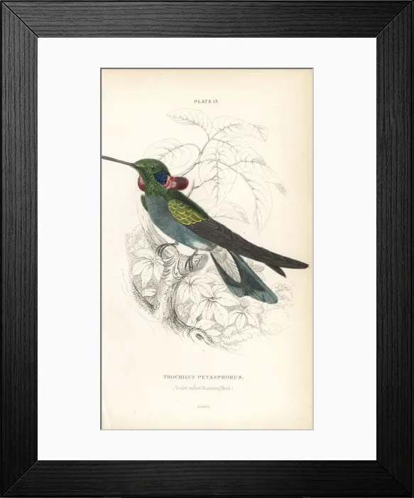 Framed Print : White-vented violetear, Colibri serrirostris Framed Print : White-vented violetear, Colibri serrirostris