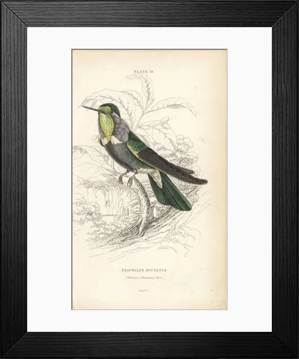 Framed Print : Hyacinth visorbearer, Augastes scutatus Framed Print : Hyacinth visorbearer, Augastes scutatus