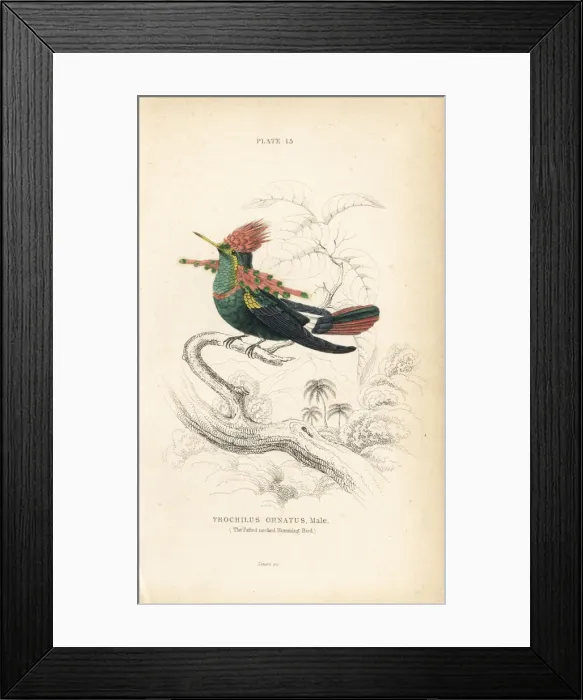 Framed Print : Tufted coquette, Lophornis ornatus, male Framed Print : Tufted coquette, Lophornis ornatus, male