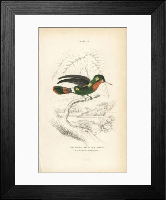 Framed Print : Tufted coquette, Lophornis ornatus, female Framed Print : Tufted coquette, Lophornis ornatus, female