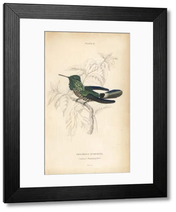 Framed Print : Festive coquette, Lophornis chalybeus Framed Print : Festive coquette, Lophornis chalybeus