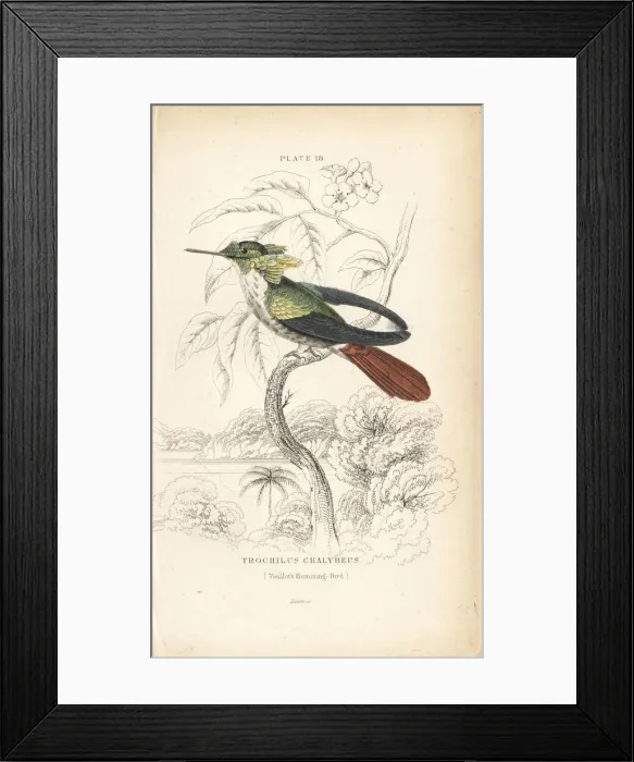 Framed Print : Festive coquette, Lophornis chalybeus Framed Print : Festive coquette, Lophornis chalybeus