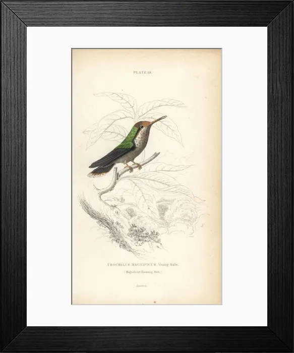 Framed Print : Frilled coquette, Lophornis magnificus, young male Framed Print : Frilled coquette, Lophornis magnificus, young male
