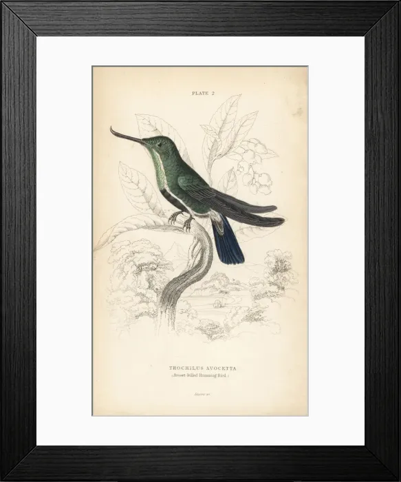 Framed Print : Fiery-tailed awlbill, Avocettula recurvirostris Framed Print : Fiery-tailed awlbill, Avocettula recurvirostris