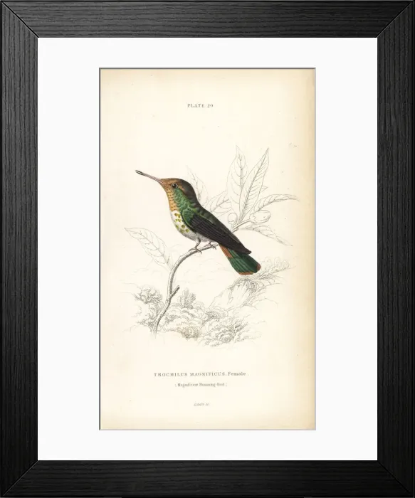 Framed Print : Frilled coquette, Lophornis magnificus, female Framed Print : Frilled coquette, Lophornis magnificus, female