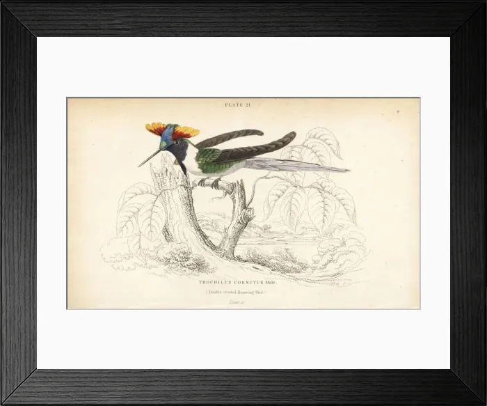 Framed Print : Horned sungem, Heliactin bilophus Framed Print : Horned sungem, Heliactin bilophus