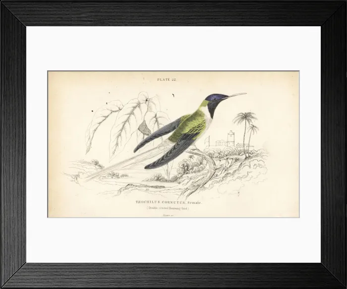 Framed Print : Horned sungem, Heliactin bilophus, female Framed Print : Horned sungem, Heliactin bilophus, female