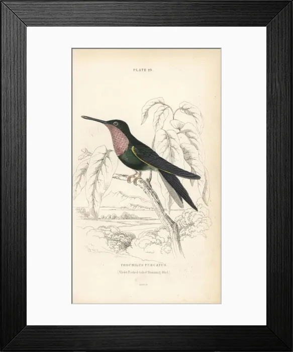Framed Print : Fork-tailed woodnymph, Thalurania furcata Framed Print : Fork-tailed woodnymph, Thalurania furcata