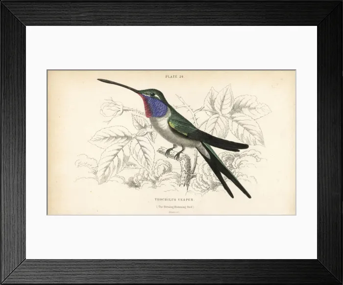 Framed Print : Oasis hummingbird, Rhodopis vesper Framed Print : Oasis hummingbird, Rhodopis vesper
