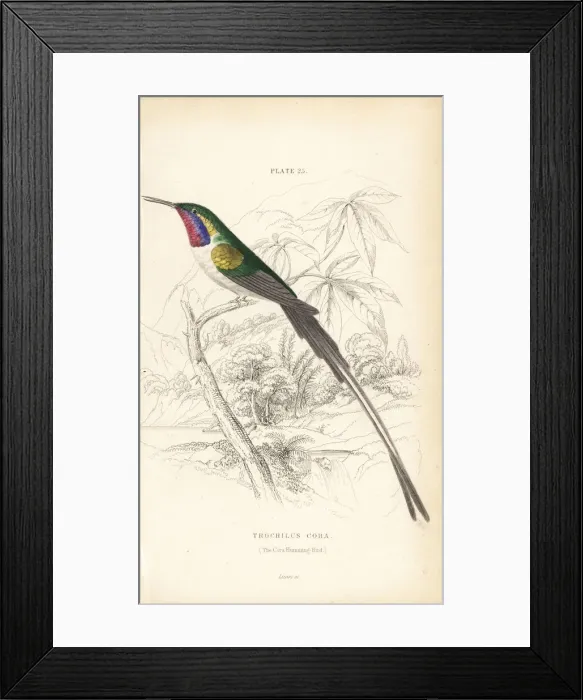 Framed Print : Peruvian sheartail, Thaumastura cora Framed Print : Peruvian sheartail, Thaumastura cora