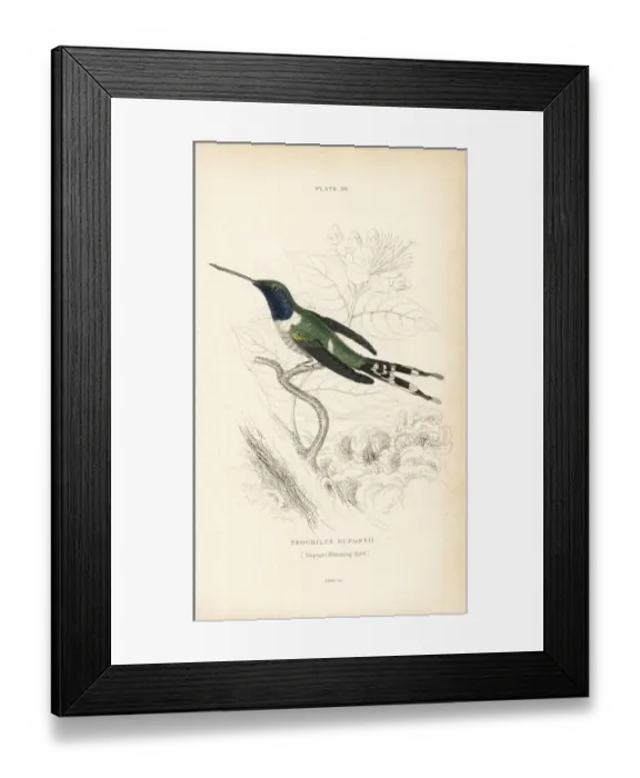 Framed Print : Sparkling-tailed woodstar, Tilmatura dupontii Framed Print : Sparkling-tailed woodstar, Tilmatura dupontii