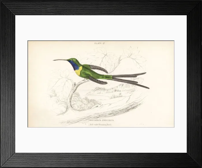 Framed Print : Slender sheartail, Doricha enicura Framed Print : Slender sheartail, Doricha enicura
