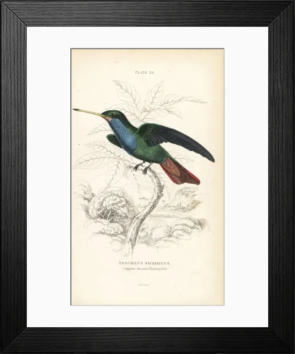 Framed Print : Sapphire-throated hummingbird, Lepidopyga coeruleogularis Framed Print : Sapphire-throated hummingbird, Lepidopyga coeruleogularis