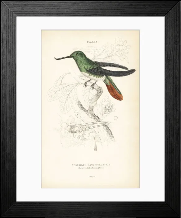 Framed Print : Fiery-tailed awlbill, Avocettula recurvirostris Framed Print : Fiery-tailed awlbill, Avocettula recurvirostris