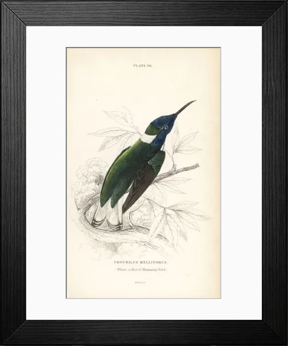 Framed Print : White-necked jacobin, Florisuga mellivora Framed Print : White-necked jacobin, Florisuga mellivora