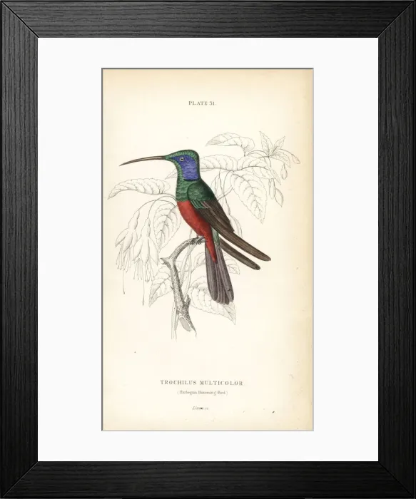 Framed Print : Harlequin hummingbird, Trochilus multicolor Framed Print : Harlequin hummingbird, Trochilus multicolor