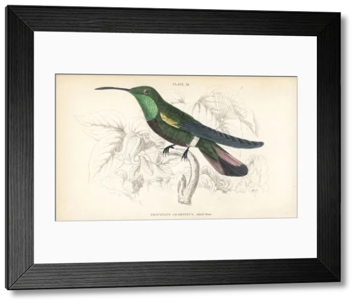 Framed Print : Green-throated mango, Anthracothorax viridigula Framed Print : Green-throated mango, Anthracothorax viridigula