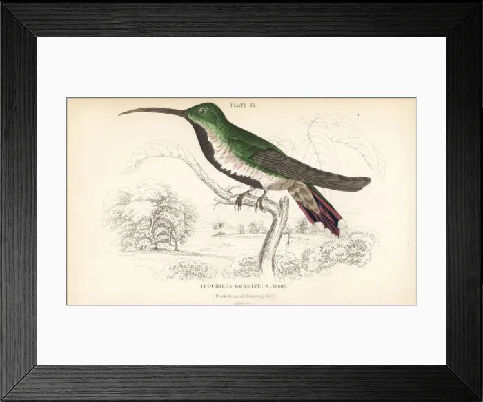Framed Print : Green-throated mango, Anthracothorax viridigula, young Framed Print : Green-throated mango, Anthracothorax viridigula, young