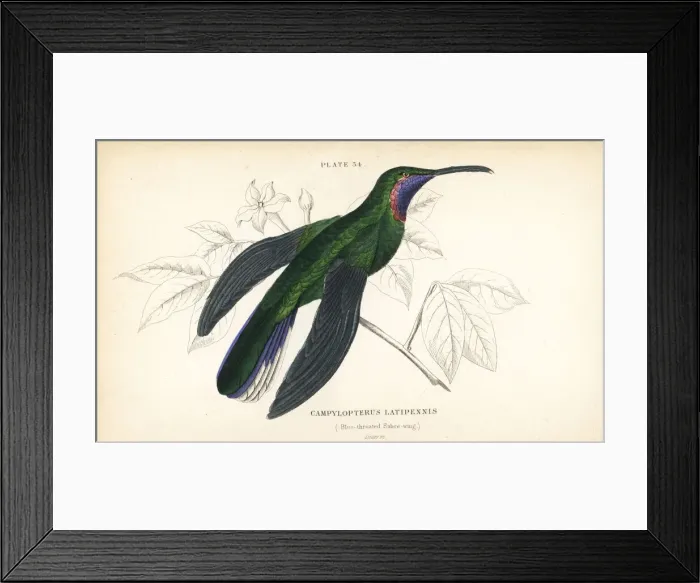 Framed Print : White-tailed sabrewing, Campylopterus ensipennis Framed Print : White-tailed sabrewing, Campylopterus ensipennis