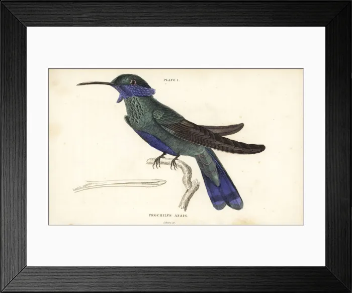 Framed Print : Green violetear hummingbird, Colibri thalassinus Framed Print : Green violetear hummingbird, Colibri thalassinus