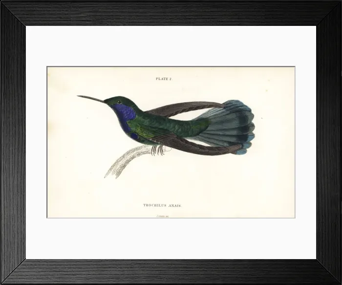 Framed Print : Green violetear hummingbird, Colibri thalassinus Framed Print : Green violetear hummingbird, Colibri thalassinus