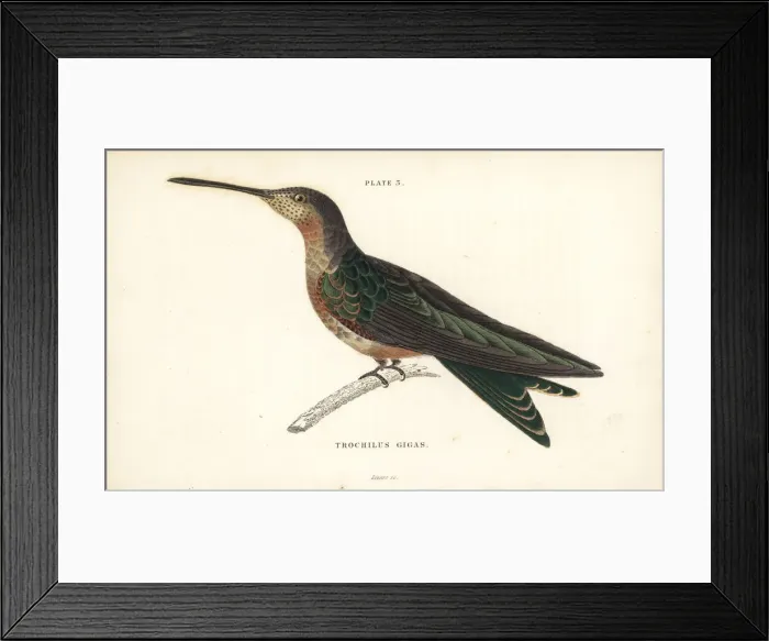 Framed Print : Giant hummingbird, Patagona gigas Framed Print : Giant hummingbird, Patagona gigas