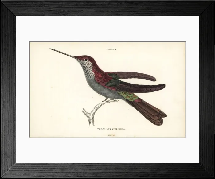 Framed Print : Bronzy inca, Coeligena coeligena Framed Print : Bronzy inca, Coeligena coeligena