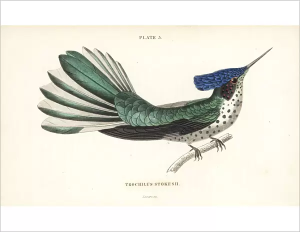 Juan Fernandez firecrown, Sephanoides fernandensis (female)